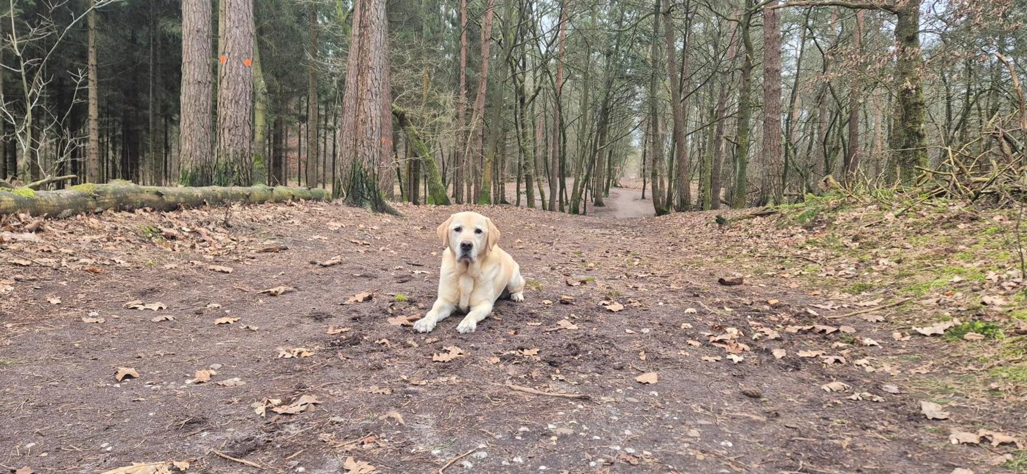 Het Veluwse Boshuisje Knus Chalet Met Omheinde Tuin Op De Veluwe 헨덜루 외부 사진
